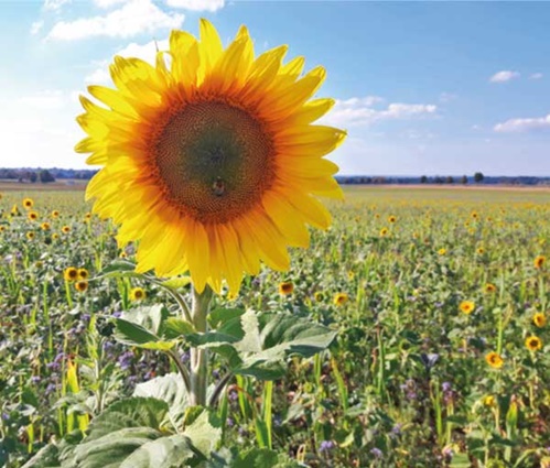 erhobene Sonnenblume in einem Sonnenblumenfeld